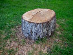 Best Tree and Shrub Care  in Maybrook, NY
