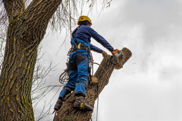How Our Tree Care Process Works  in  Maybrook, NY