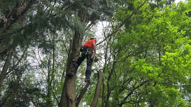 Best Grass Overseeding  in Maybrook, NY