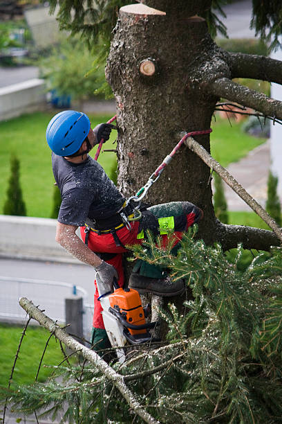 Best Lawn Renovation and Restoration  in Maybrook, NY