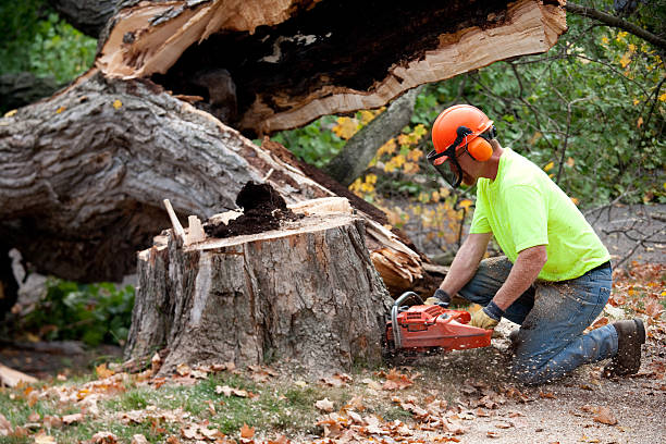 Best Tree Risk Assessment  in Maybrook, NY